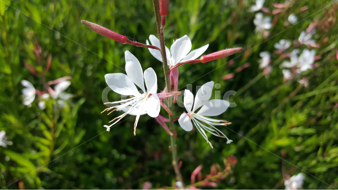 바늘꽃,꽃,자연,힐링,초록,식물,자연,plants,nature,꽃,flower