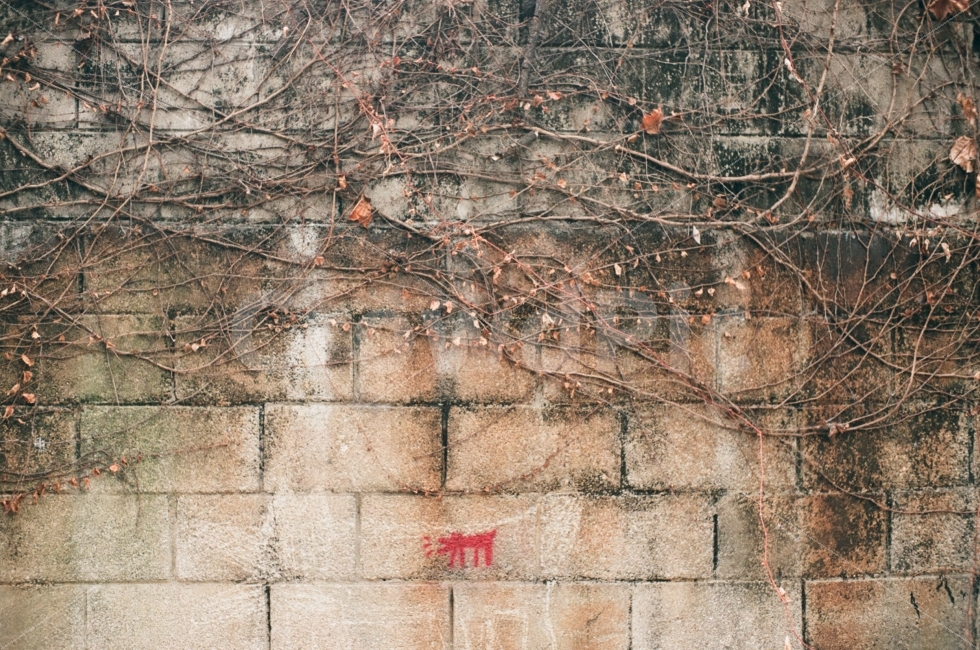 필름사진,벽,감성,일상,가을,담,wall,겨울,낙서,식물,자연,plants,nature,감성,sensible,feeling
