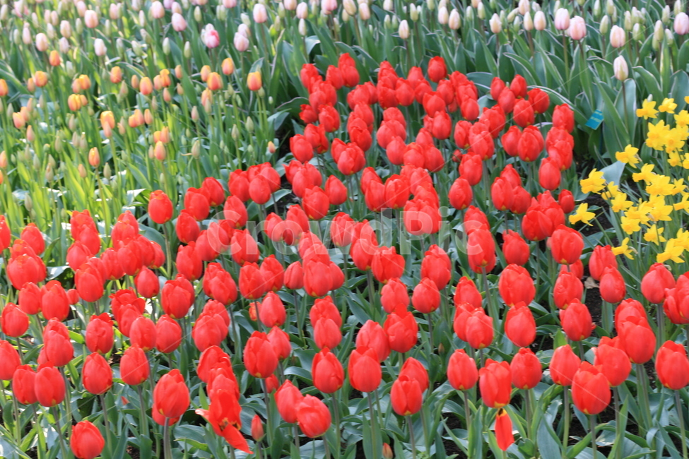 꽃,flower,garden,정원,튤립,tulip,튤립축제,식물,꽃밭,식물,자연,plants,nature,꽃,flower