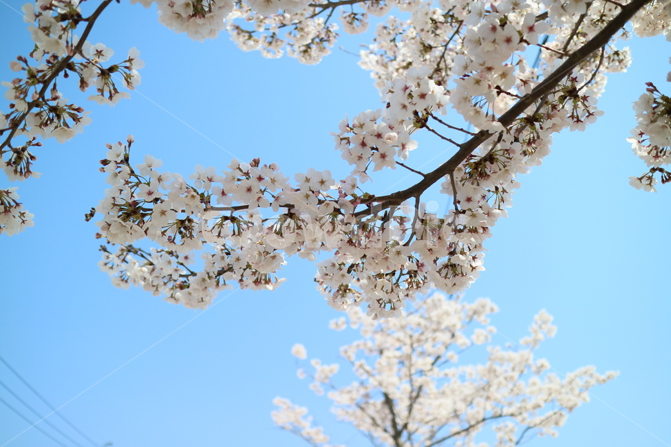 벚꽃,꽃,봄,나무,하늘,맑음,plant,식물,flower,blossom