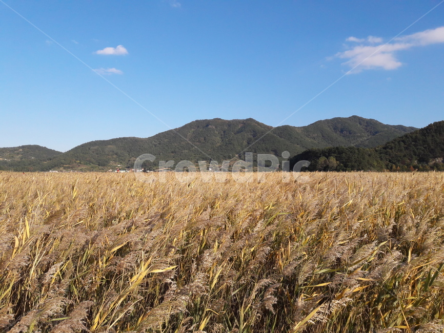 갈대,갈대숲,자연,힐링,가을,풍경,자연풍경,흔들리는갈대,자연,풍경,nature,landscape,plant,식물,food,음식,vegetable,야채,grain,곡물