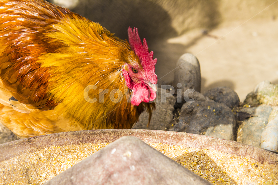 동물,닭,토종닭,수탉,새,조류,부리,가축,닭띠,동물,animal,조류,새,birds