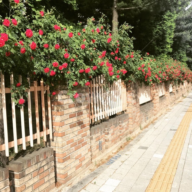 꽃길,장미꽃,장미,벽돌담,장미넝쿨