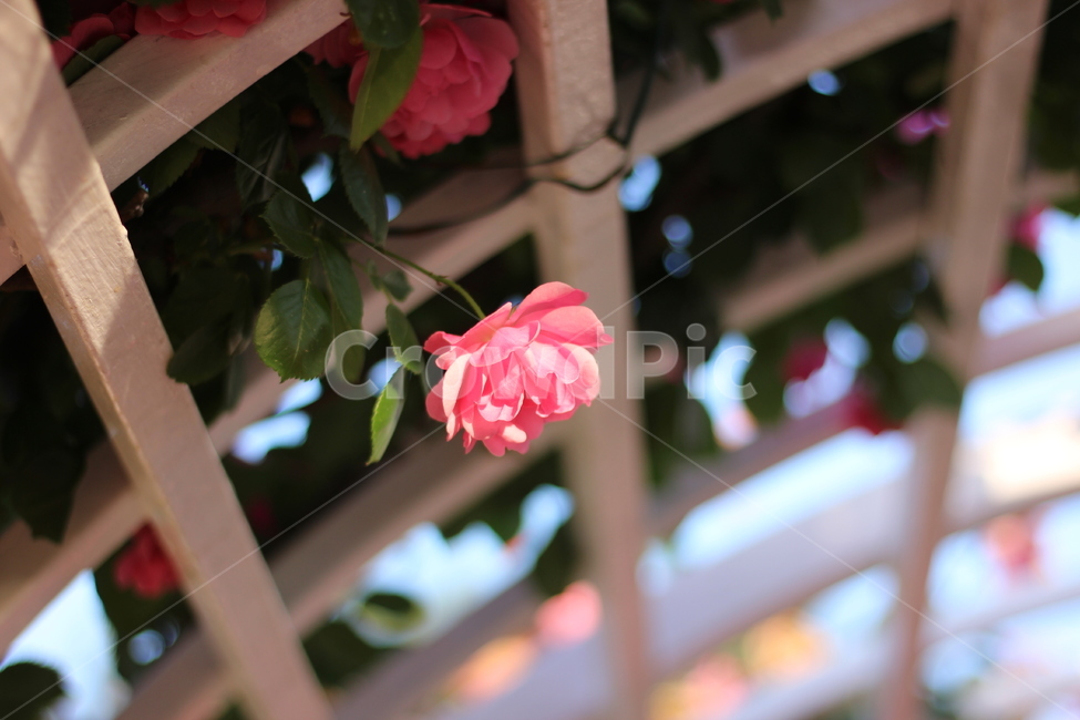 봄,봄꽃,꽃,장미,플라워,분홍,분홍색,spring,flower,rose,pink,pinkcolor,식물,자연,plants,nature,꽃,flower
