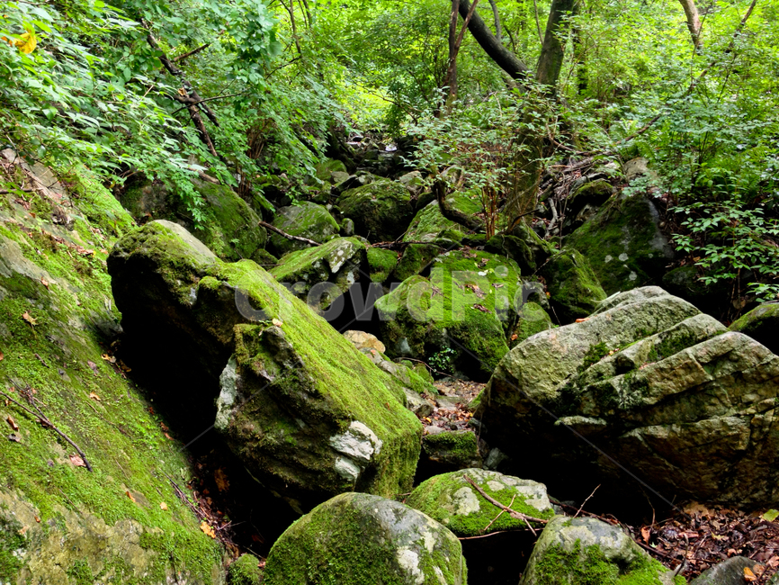 자연,풍경,숲속,이끼,초록,바위,나무,nature,forest,intheforest,moss,rock,tree,자연,풍경,nature,landscape,plant,식물