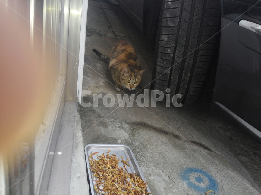 고양이,가족,새끼,갈색고양이,사냥,길고양이,호기심,형제,자매,동물,animal,포유류,mammal,고양이,cat,kitten,kitty