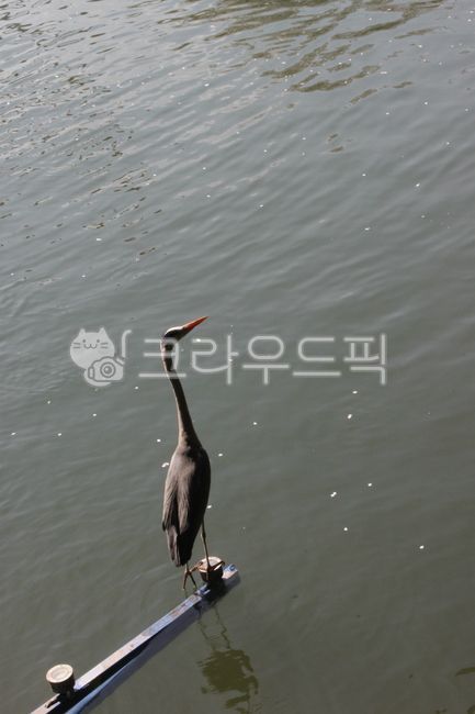 새,물새,bird,호수,검은새