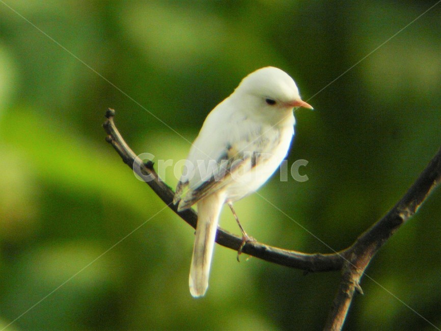 흰딱새,딱새변종,알비노딱새,희귀종,솔딱새과,텃새,야생조류,동물,animal,조류,새,birds