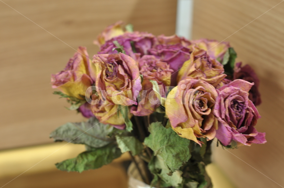 꽃,장미,화분,책상,사무실,식물,자연,plants,nature,꽃,flower