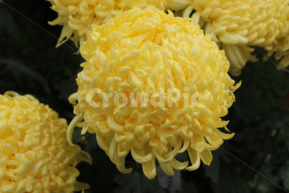 plant,식물,blossom,flower,꽃,dahlia,달리아