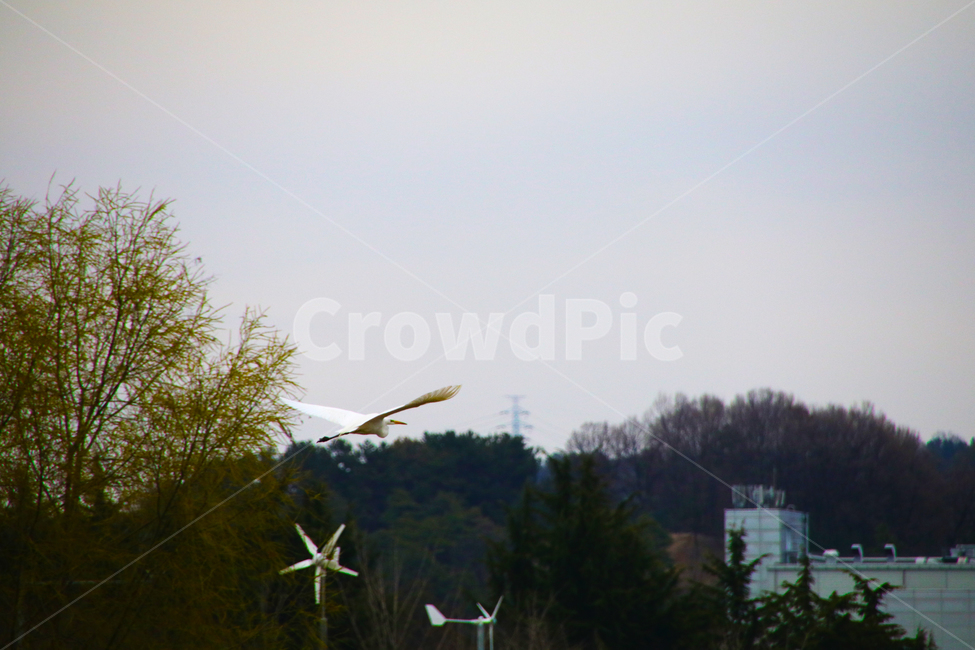 조류,새,날개,부리,학,두루미,백로,동물,animal,조류,새,birds