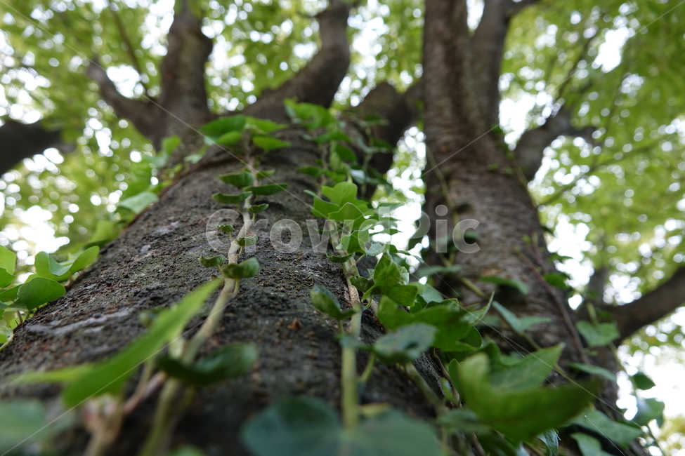 그늘,숲,싱그러움,초록,초록색,식물,자연,plants,nature,나무,trees,wood