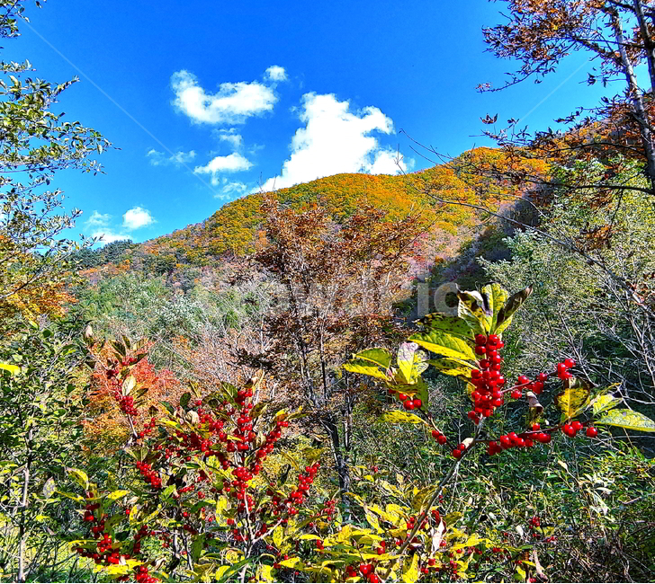 단풍,가을,산,나무,붉은단풍,가을,계절,fall,autumn,season,자연,풍경,nature,landscape,outdoors,옥외