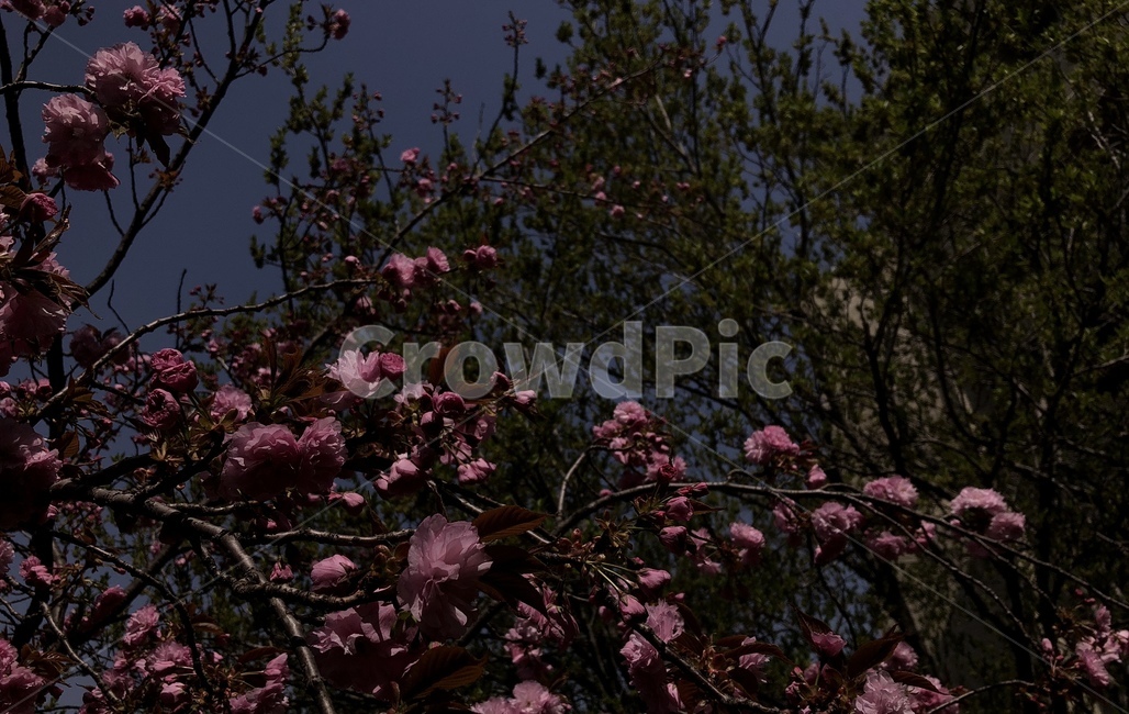 꽃,풍경,식물,자연,flower