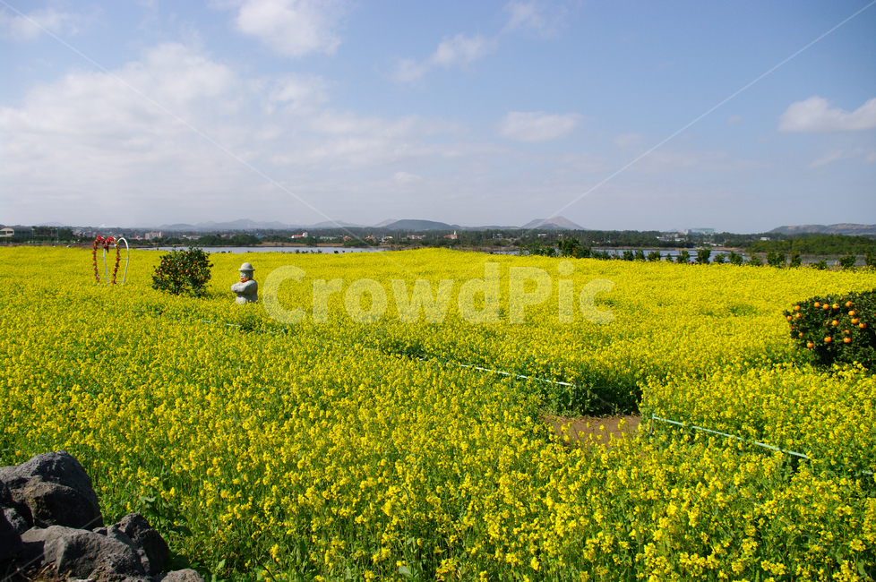 유채꽃,꽃밭,꽃,봄,flower,봄,계절,spring,season,식물,자연,plants,nature,꽃,flower,grassland,목초지,outdoors,옥외,field,들,meadow,farm,농장,rural,농촌