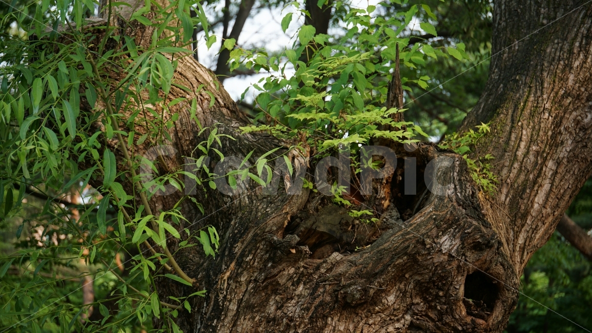나무,공원,잔디밭,식물,자연,이파리,여름,tree,nature,forest,풍경,landscape,감성,힐링,healing,plants,스냅,snap,한국자연,클로즈업,closeup,고목,고목나무,식물,자연,plants,nature