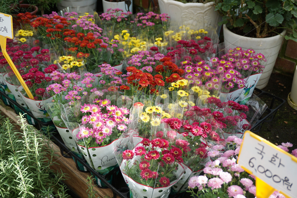plant,식물,blossom,꽃,flower,flowerarrangement,꽃꽂이,flowerbouquet,꽃부케,geranium,제라늄,포천허브아일래드,pocheonherbisland,꽃가게,실내용화초,화분,화초,house plant