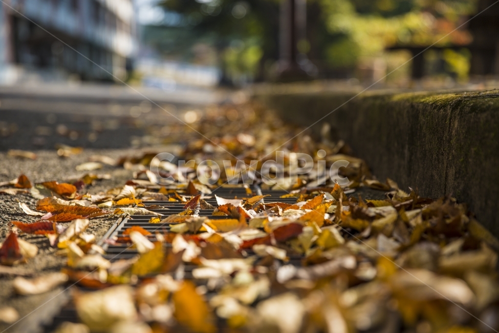 낙엽,거리,가을,감성,street,가을,계절,fall,autumn,season,감성,sensible,feeling,ground,바닥