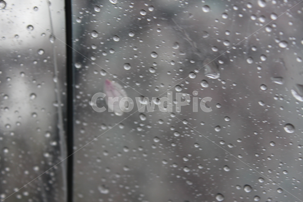 비,rain,벚꽃,봄비,봄,spring,꽃나무,빗방울,landscape,풍경