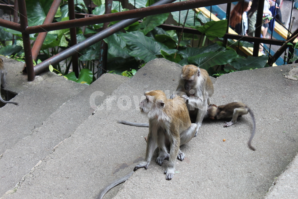 monkey,원숭이,animal,동물,포유류,야생동물,mammal,wildlife,동물,animal,포유류,mammal