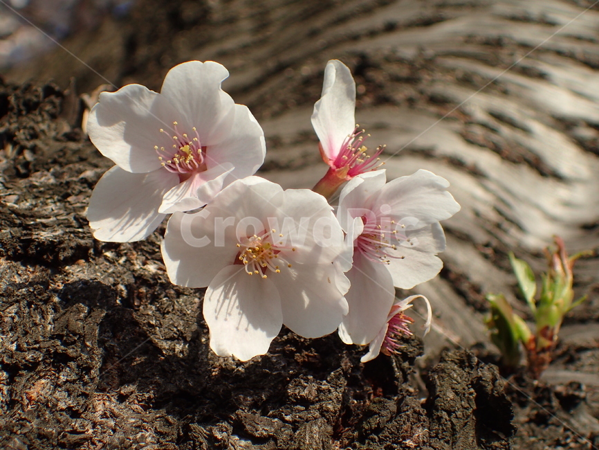 벚꽃,봄,꽃,하얀,spring,cherry,blossom,white,petal