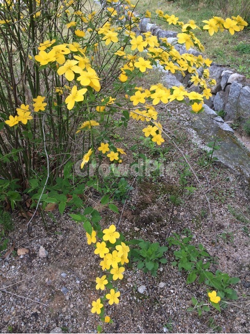 자연,식물,꽃,flower,nature