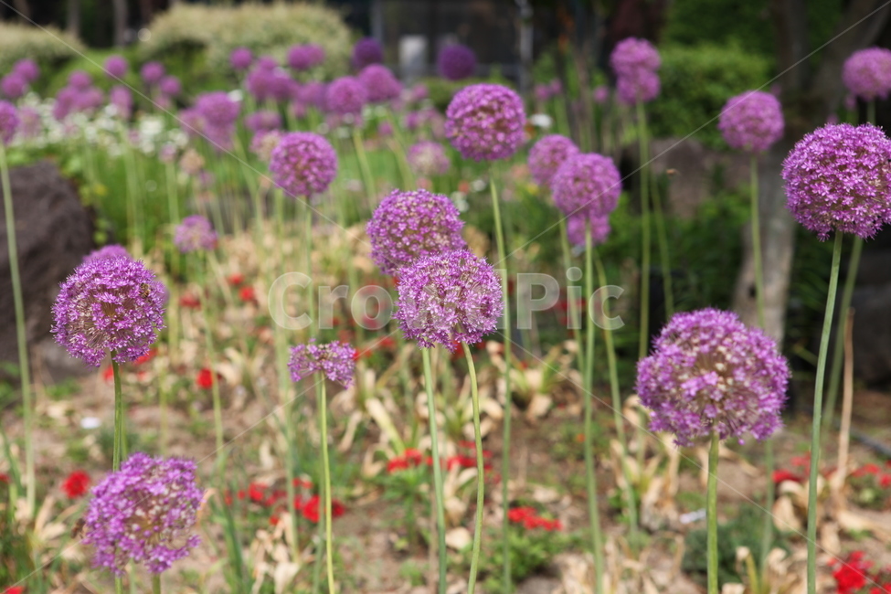 식물,꽃,수목원,여름,flower,식물,자연,plants,nature,꽃,flower