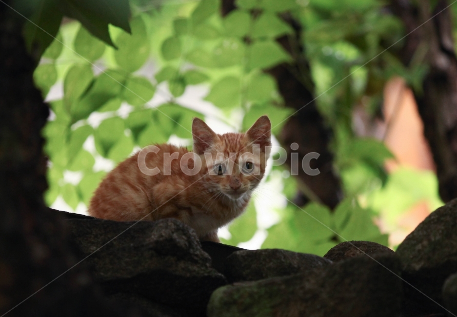 고양이,동물,길고양이,아기고양이,귀요미,동물,animal,포유류,mammal,고양이,cat,kitten,kitty