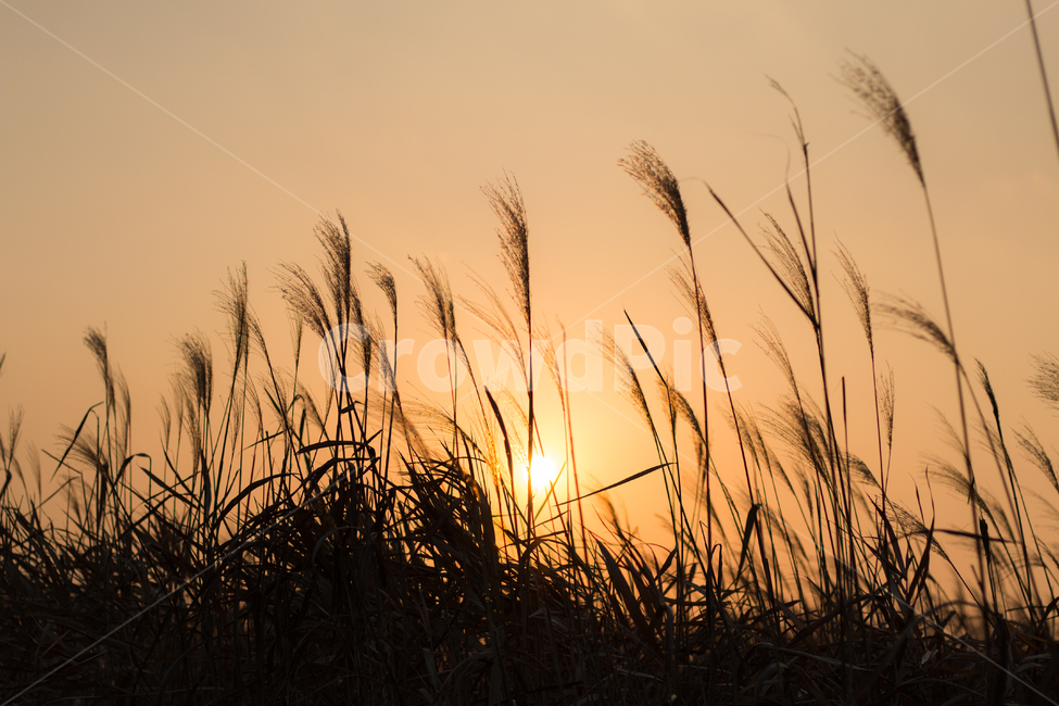 갈대,가을,억새,풍경,노을,실루엣,식물,역광,가을,계절,fall,autumn,season,자연,풍경,nature,landscape,식물,plants,실루엣,그림자,silhouette,shadow,grass,잔디,plant,lawn