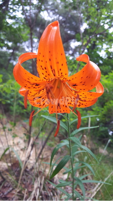 나리,참나리,꽃,야생화,devillily,백합,식물,자연,plants,nature,꽃,flower