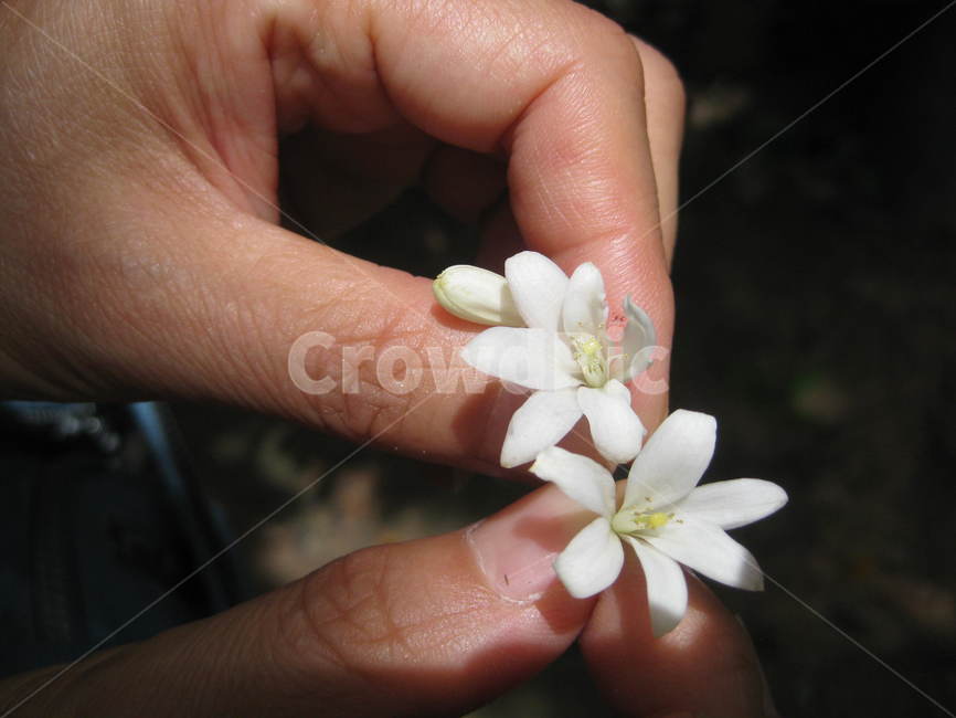 human,인간,person,사람,finger,손가락,동남아,plant,식물,flower,자스민,자스민꽃,꽃,jasmine