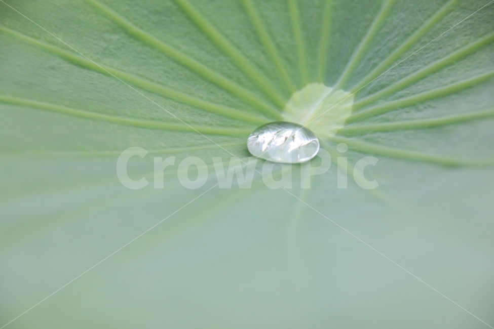 연잎,물방울,이슬,식물,배경,배경화면,표면장력,식물,자연,plants,nature