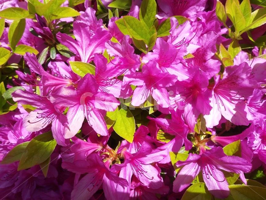 꽃,철쭉,봄,식물,plant,핑크,spring,season,계절,꽃잎,야외,낮,day,outdoor