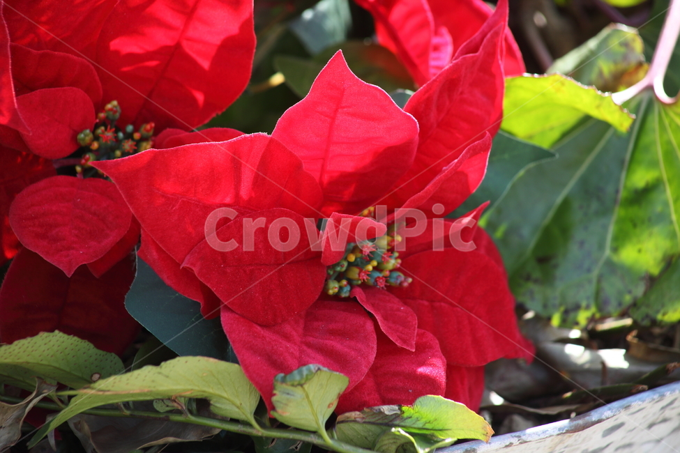 포인세티아,꽃,식물,빨강,poinsettia,식물,자연,plants,nature,꽃,flower