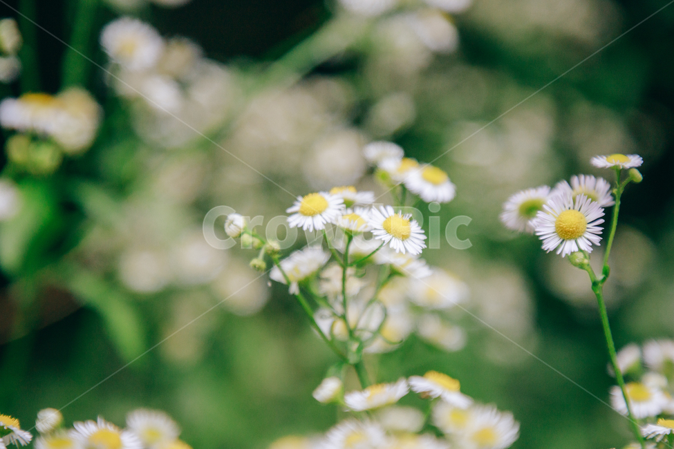 꽃,흰꽃,초록,자연,풀,식물,개망초,여름,여름꽃,식물,자연,plants,nature,꽃,flower,비,비오는날,rain,rainy