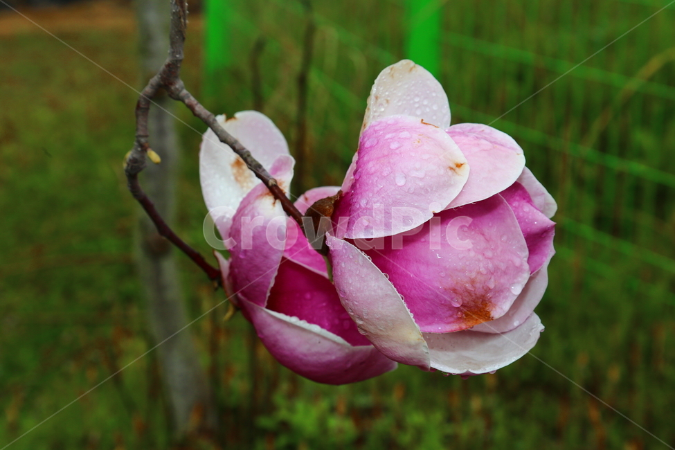 꽃,자목련,천리포소목원,목련,봄,봄,계절,spring,season,식물,자연,plants,nature,꽃,flower,plant,blossom,geranium,제라늄