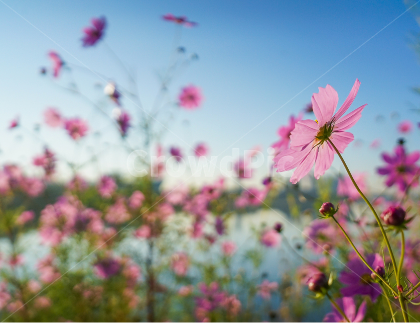 호수,저수지,꽃,야생화,가을,코스모스,가을,계절,fall,autumn,season,식물,자연,plants,nature,꽃,flower,plant