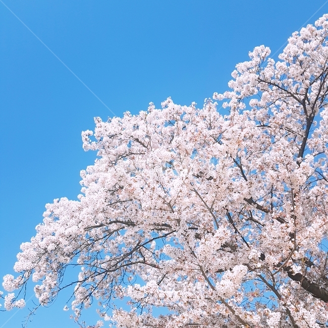 봄,꽃,벚꽃,cherryblossom,하늘,sky,flower,spring,벚나무,봄꽃,꽃나무,꽃과하늘,하늘과꽃,봄,계절,spring,season,plant,식물,blossom
