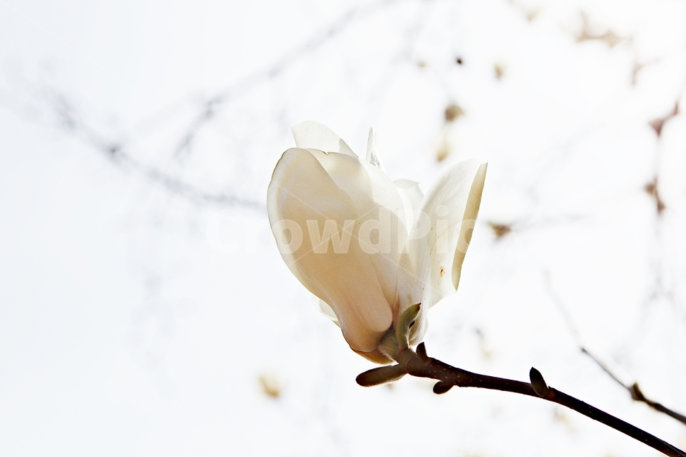 목련,꽃,목련꽃나무,자연,배경,식물,자연,plants,nature,꽃,flower