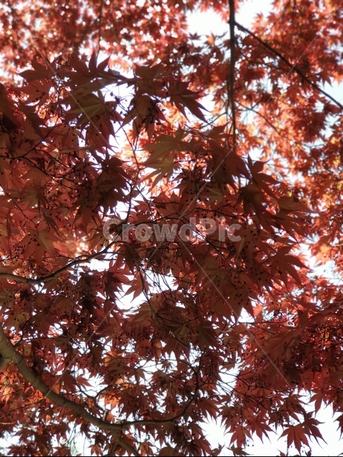 단풍,단풍나무,가을,maple,fall,식물,나무,tree