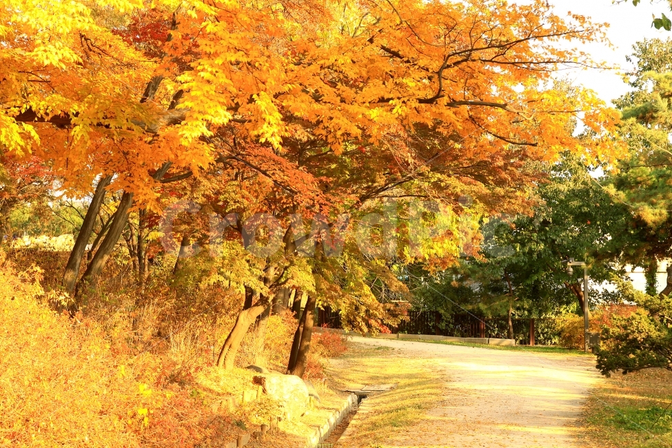 가을,나무,풍경,노랑,자연풍경,Yellow,Autumn,AutumnColors,landscape,Natural,Nature,가을,계절,fall,autumn,season,자연,풍경,nature,landscape,식물,plants,나무,trees,wood,tree,plant,maple,단풍,leaf,잎