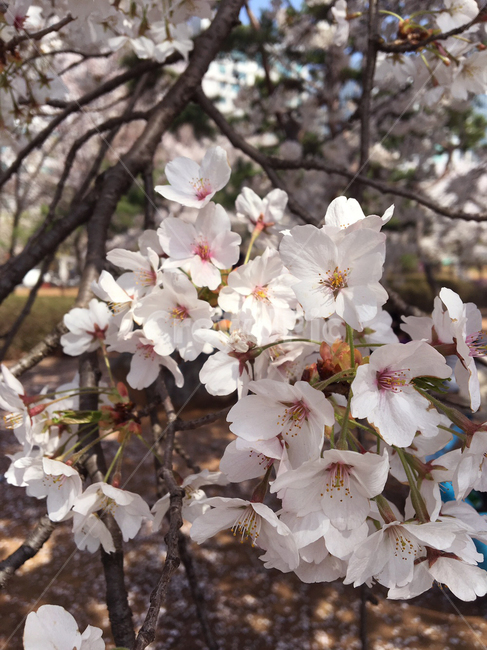 cherryblossom,blossom,flower,꽃,벚꽃,식물,plant,봄,spring,색감,분홍