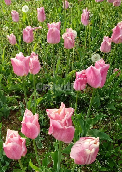 tulip,백합과,구근초,여러해살이화초,꽃,튤립,빨강색,봄,식물,자연,springseasonflower