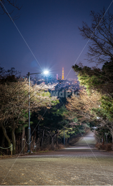야경,대구,침산공원,자연,공원,풍경,우방타워,저녁,자연,풍경,nature,landscape,야경,밤,nightscape,night,tree,나무,plant,식물,road,도로