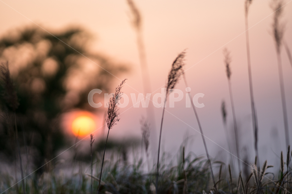 우음도,나무,억새,편안한느낌,flamegrass,가을,계절,fall,autumn,season,식물,자연,plants,nature,감성,sensible,feeling,plant,grass,잔디,lawn,reed,갈대