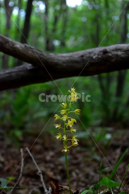 yellow,summer,wild flower,spring,healing,ecology,plants,grass,season,herb,mountain flower,summer flower,flowers,Flower,Potato orchid,nature,flower,wildflower,background,plant,sensitivity,wild