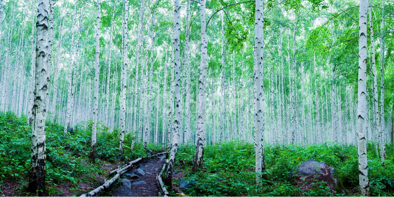 자작나무,자작나무숲,나무,여름숲,birch,tree,자연,풍경,nature,landscape,식물,plants,나무,trees,wood,휴식,힐링,rest,relaxation,healing,plant