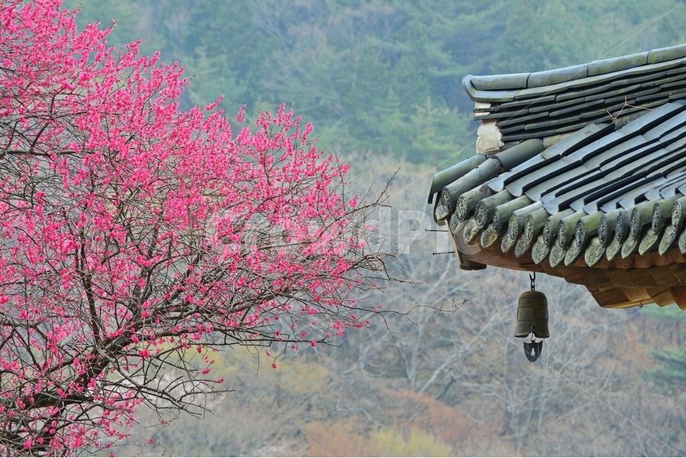 전남,구례,화엄사,흑매,홍매화,사찰,절,봄,계절,자연,경치,경관,지붕,풍경