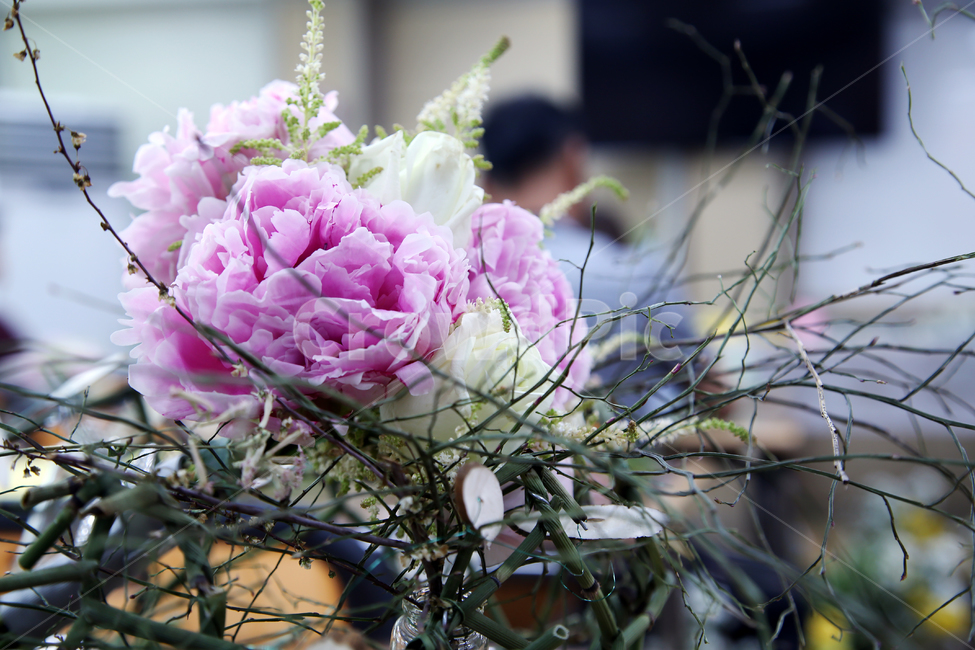 카네이션,핑크색,꽃장식,클로즈업,자연,꽃,flower