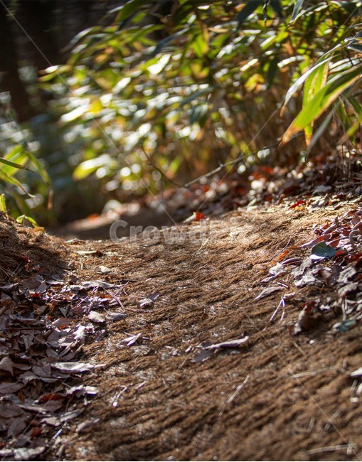 ground,바닥,plant,식물,leaf,잎,나무,숲,숲길,나뭇잎,낙엽,tree,봄,햇빛